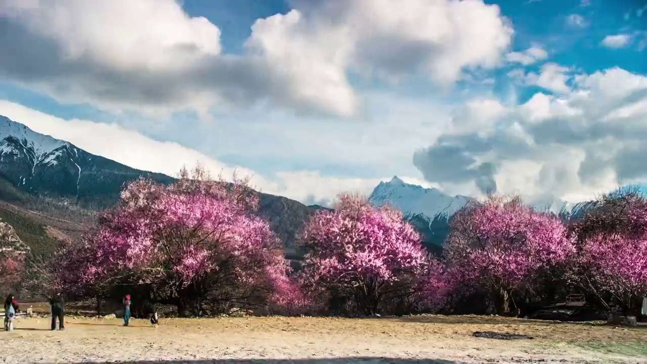 西藏林芝波密桃花视频素材