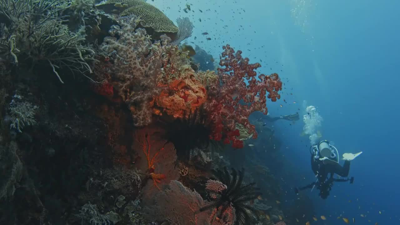 水下摄影潜水员探索神奇的海底世界视频素材