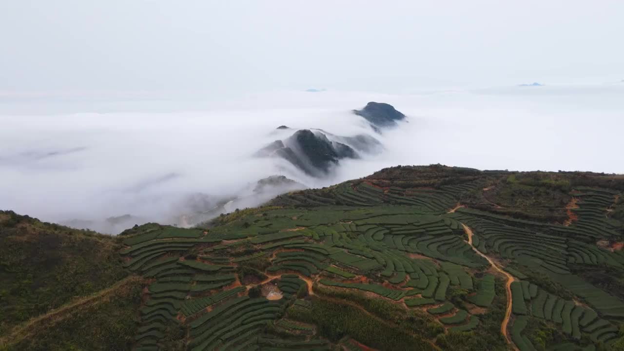 厦门市同安区百丈崖茶山云海视频素材