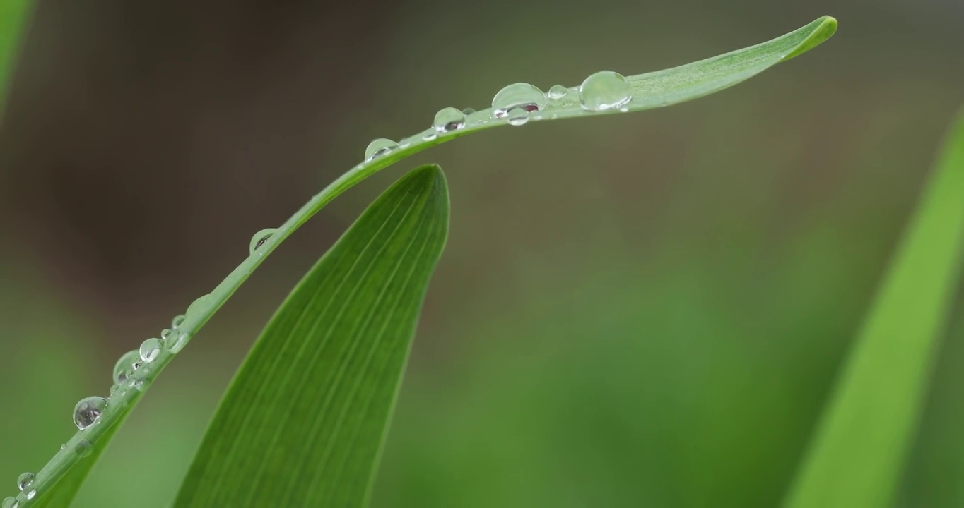 叶子上的水滴特写视频素材