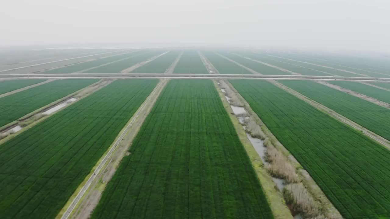 崇明无边无际的水稻田视频素材