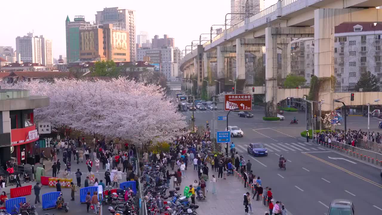 上海虹口地铁站樱花视频素材