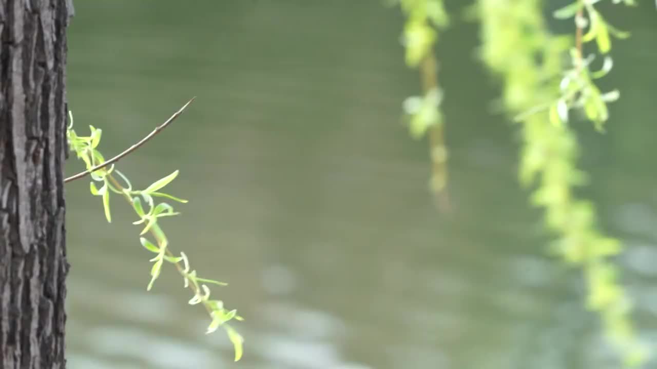 湖畔飘动的杨花枝视频素材