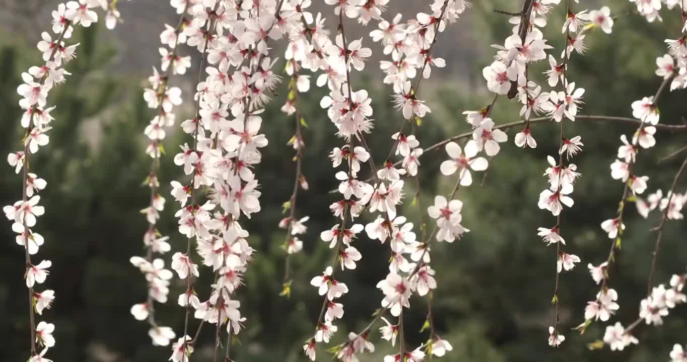 桃花枝特写视频素材