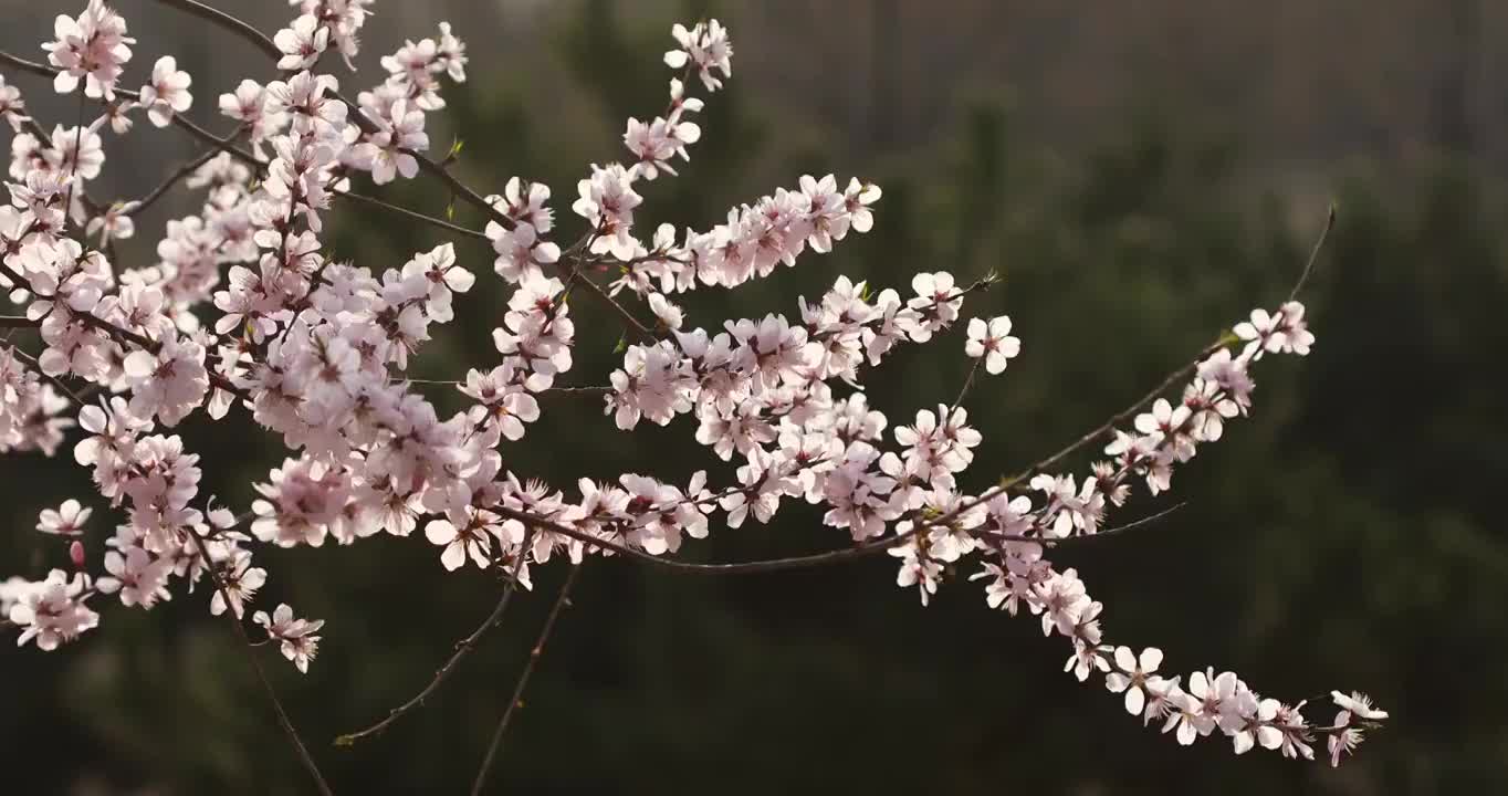 桃花枝特写视频素材