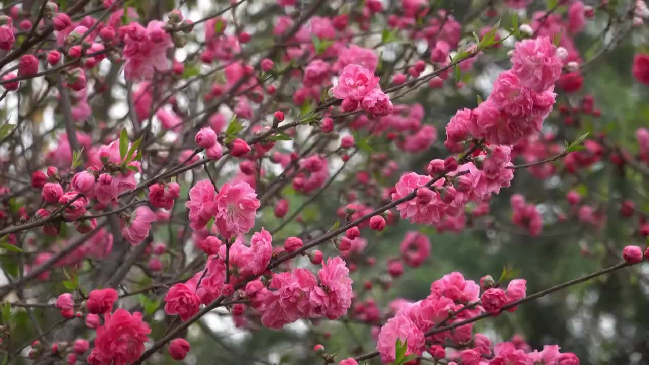 春季自然风光盛开的桃花4K视频视频素材