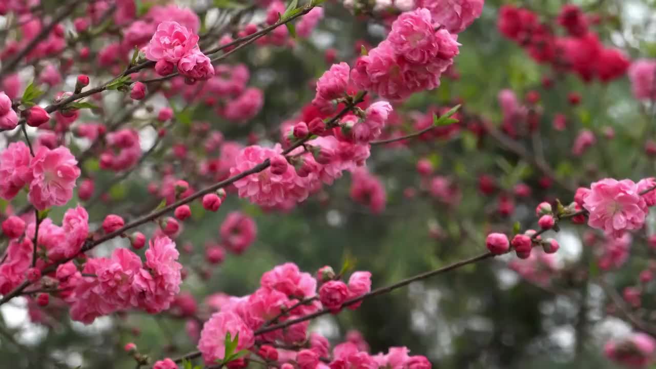 春季自然风光盛开的桃花4K视频视频素材