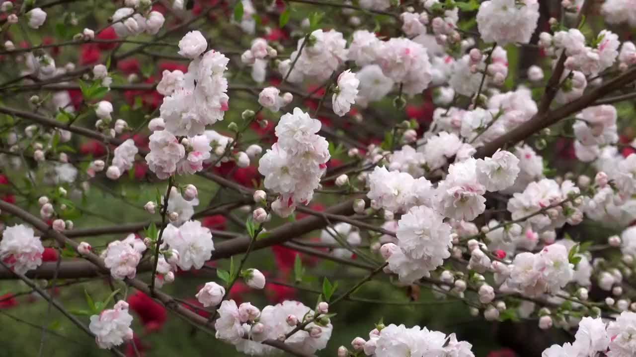 春季自然风光盛开的桃花4K视频视频素材