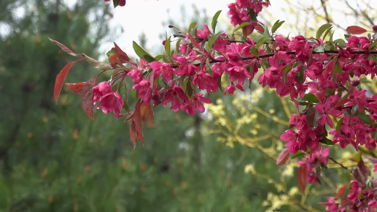 春季自然风光雨中的海棠花4K视频视频素材