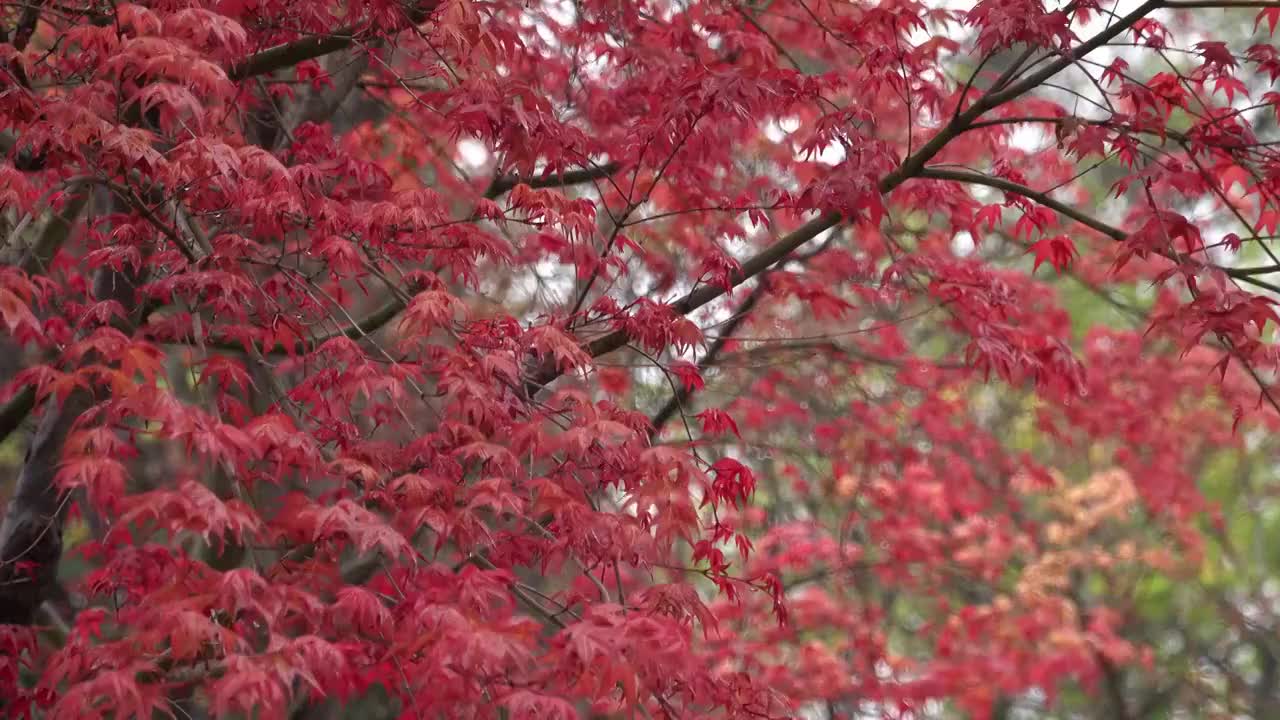 自然风光雨中的红枫树4K视频视频素材