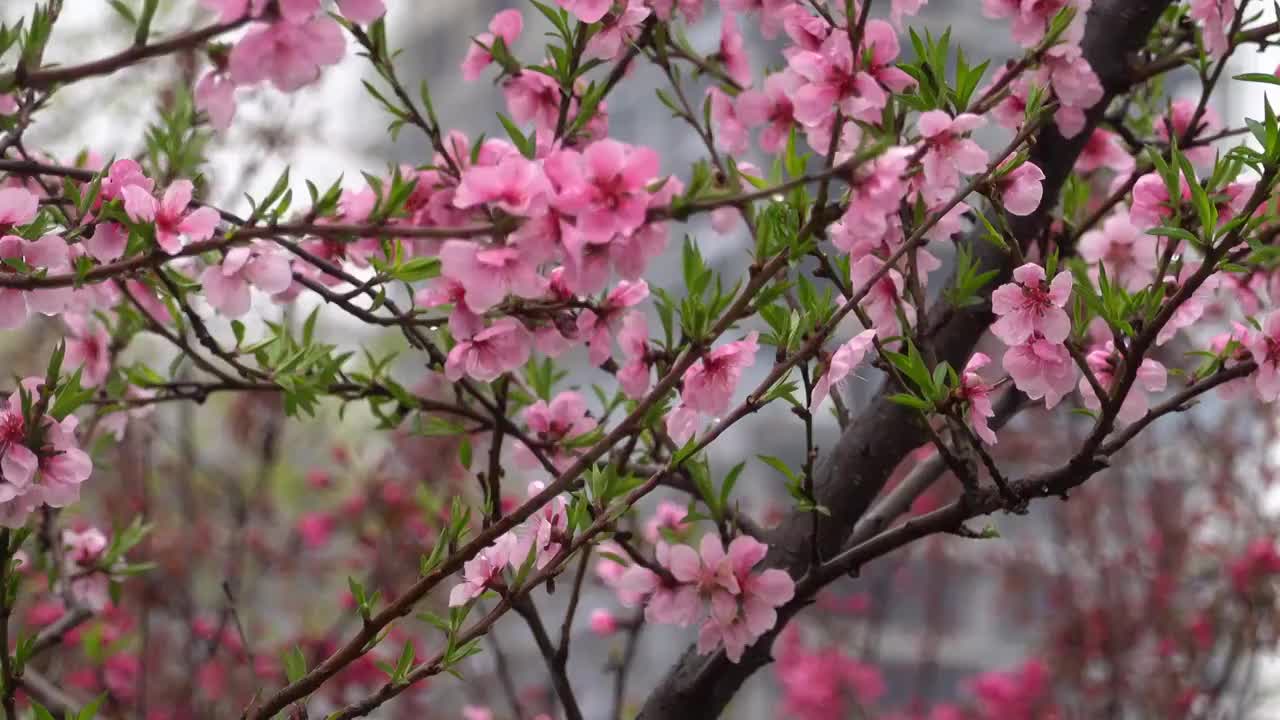 春季自然风光盛开的桃花视频素材