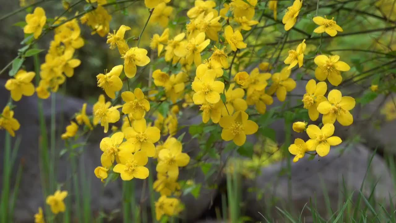 春季自然风光细雨中盛开的黄花视频素材