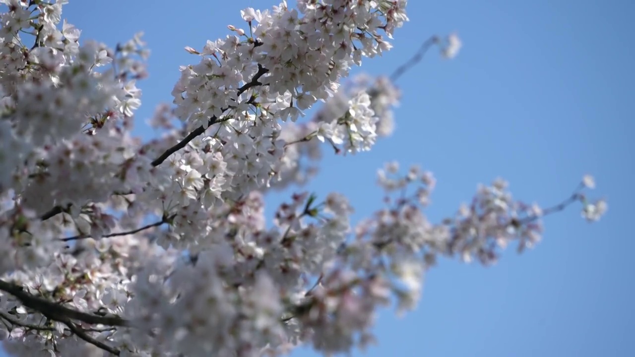 杭州西湖樱花早晨视频素材