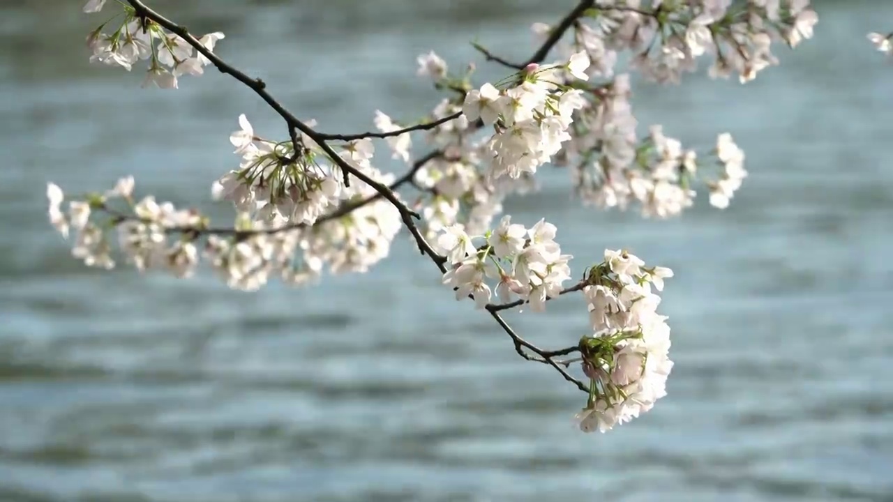 杭州西湖樱花早晨视频素材