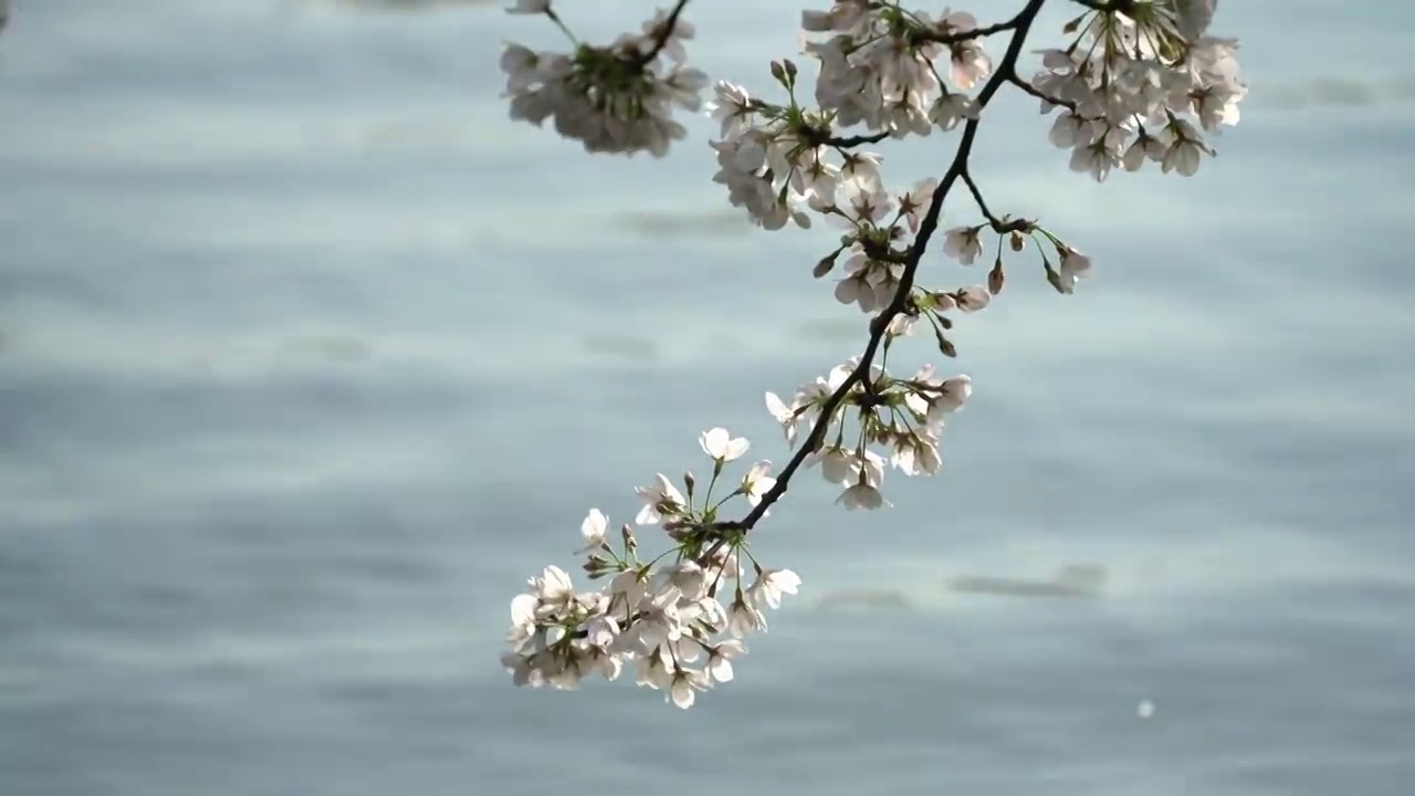 杭州西湖樱花早晨视频素材