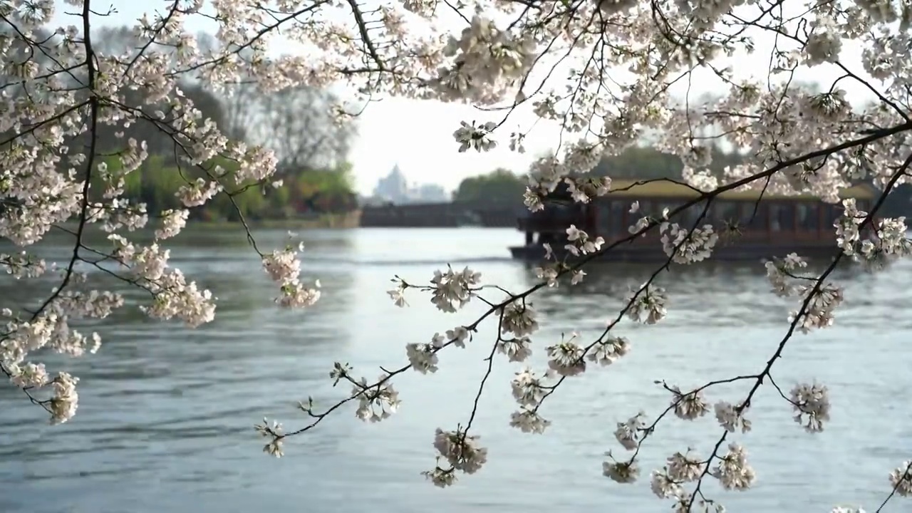 杭州西湖樱花早晨视频素材