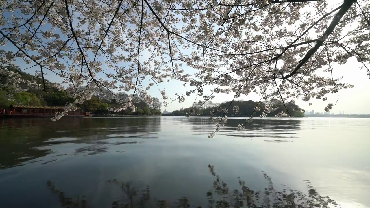 杭州西湖樱花早晨视频素材