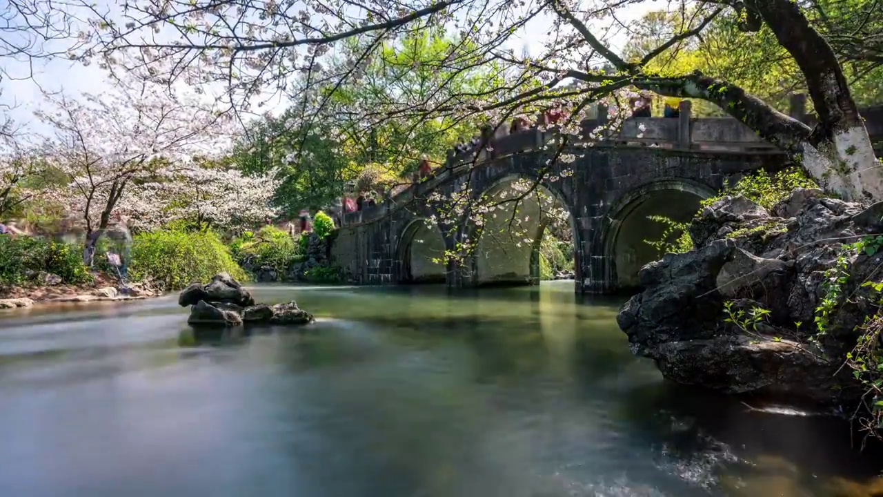 杭州西湖樱花早晨视频素材