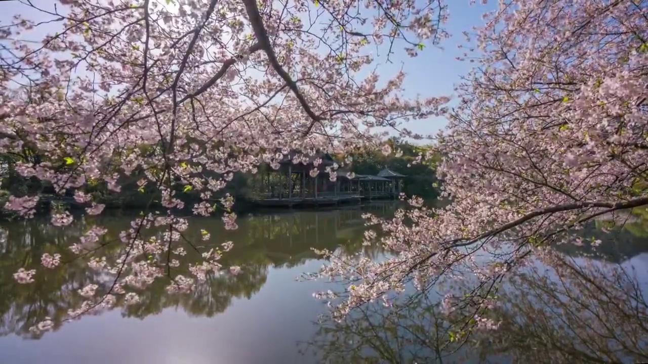 杭州西湖樱花早晨视频素材