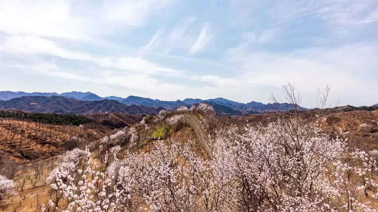 残长城城墙遗址春天桃花蓝天白云视频素材