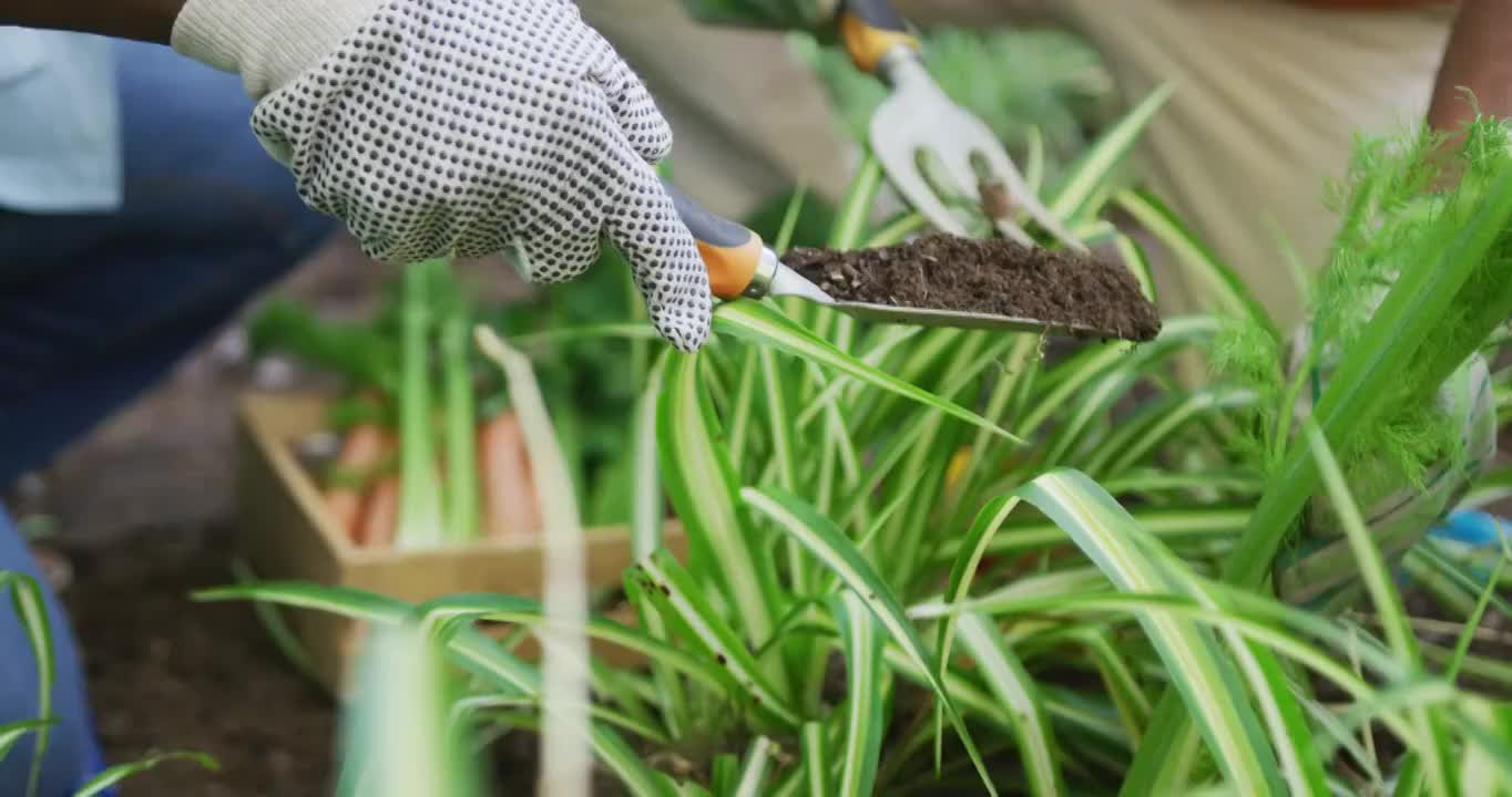 中部的非洲裔美国老年夫妇戴着手套一起在花园里园艺视频素材