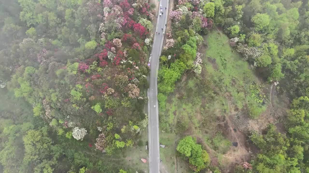 毕节百里杜鹃普底景区五彩路视频素材