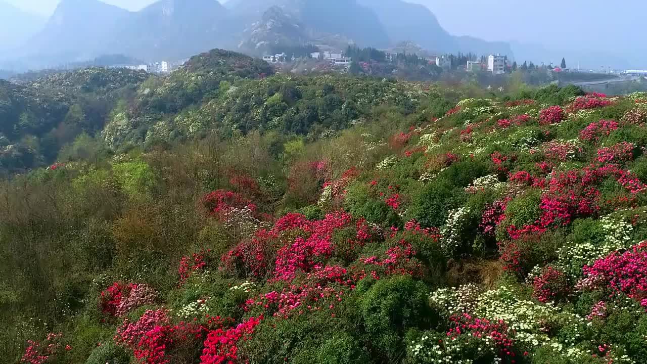 中国 贵州 毕节 十里杜鹃视频素材