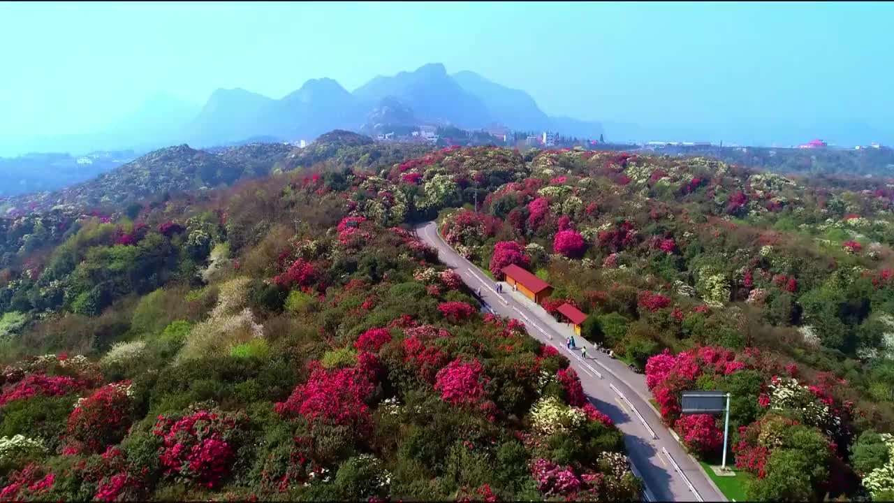 中国 贵州 毕节 十里杜鹃视频素材