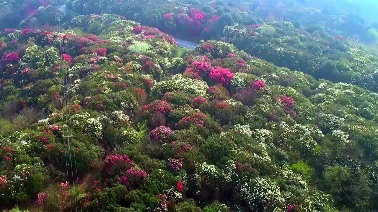 中国 贵州 毕节 十里杜鹃视频素材