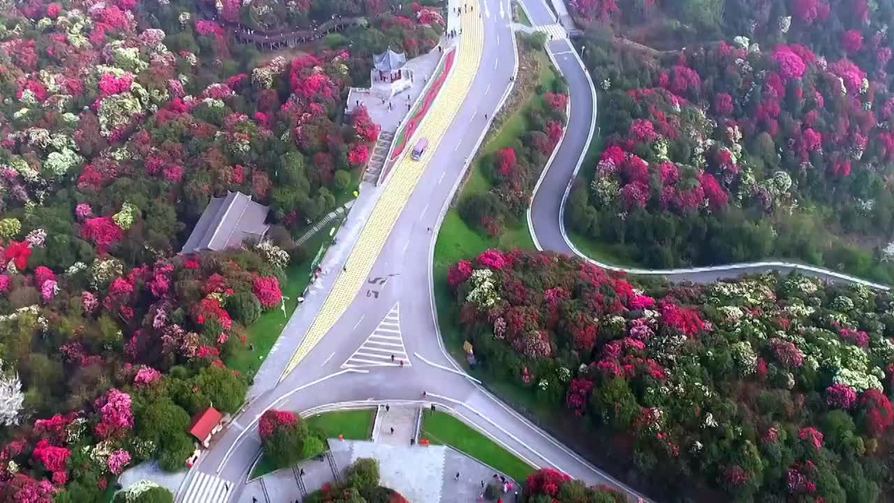 中国 贵州 毕节 十里杜鹃视频素材