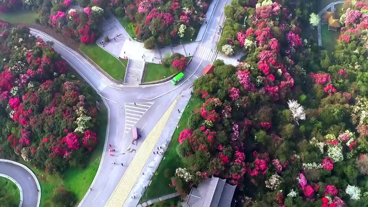 中国 贵州 毕节 十里杜鹃视频素材