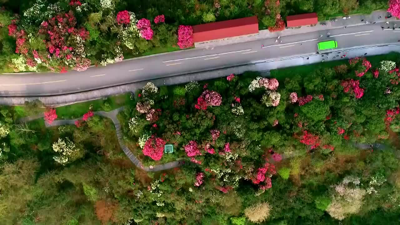 中国 贵州 毕节 十里杜鹃视频素材