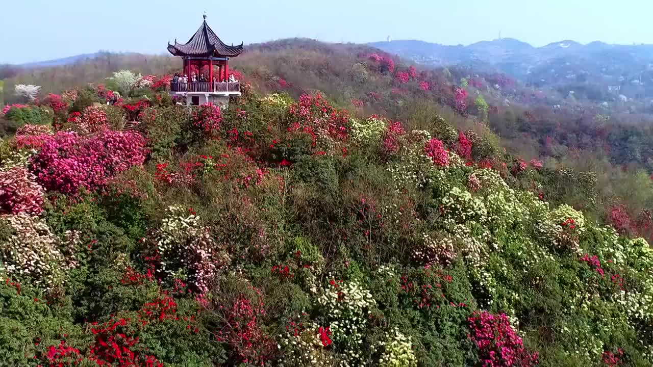 中国 贵州 毕节 十里杜鹃视频素材