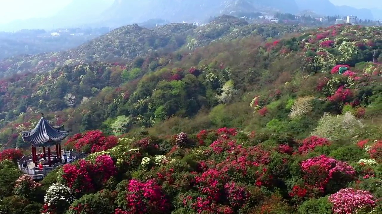 中国 贵州 毕节 十里杜鹃视频素材