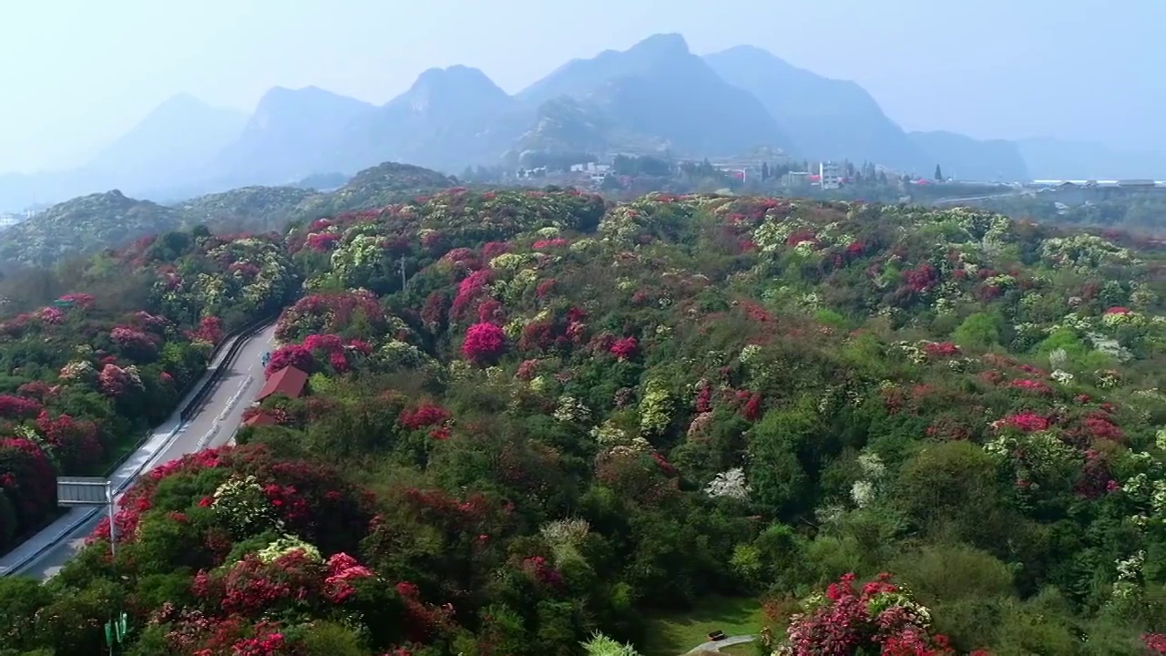 中国 贵州 毕节 十里杜鹃视频素材