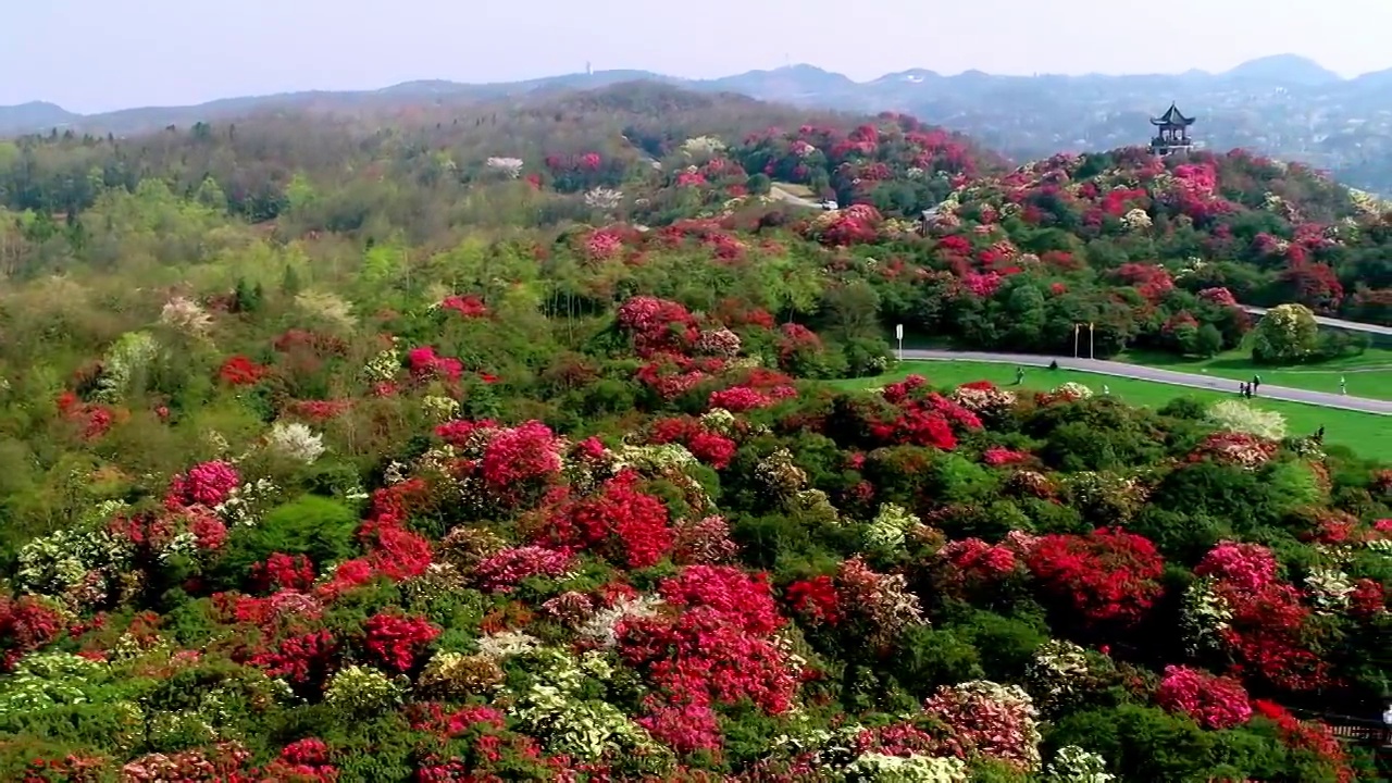 中国 贵州 毕节 十里杜鹃视频素材