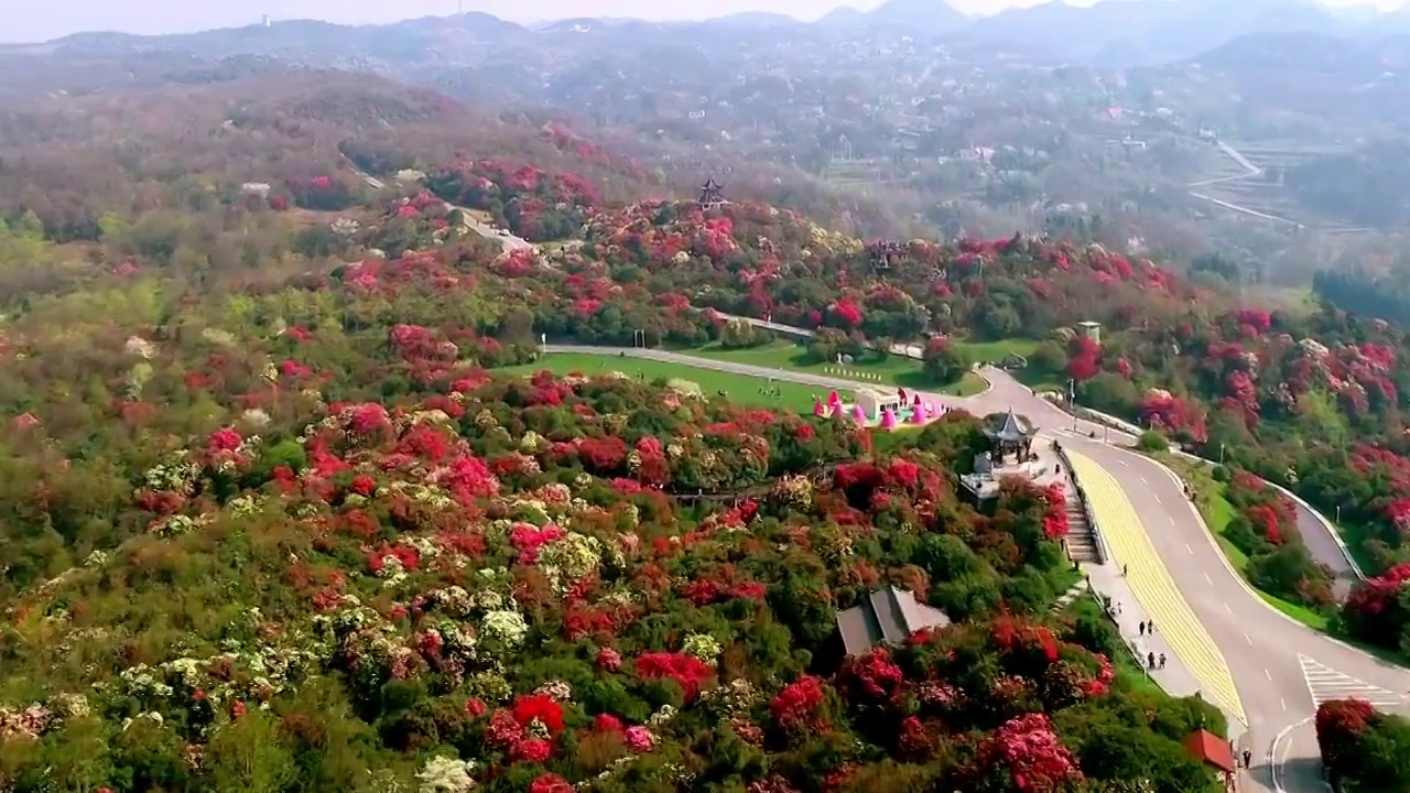 中国 贵州 毕节 十里杜鹃视频素材