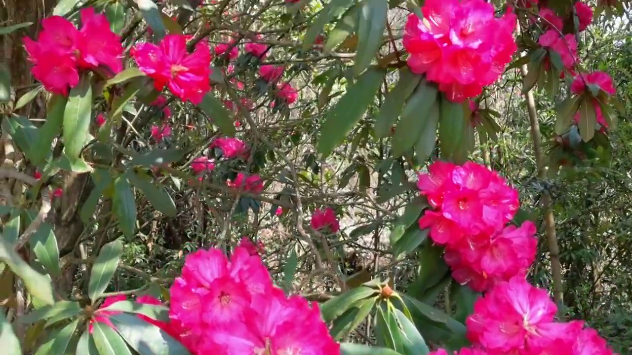 中国 贵州 毕节 十里杜鹃视频素材