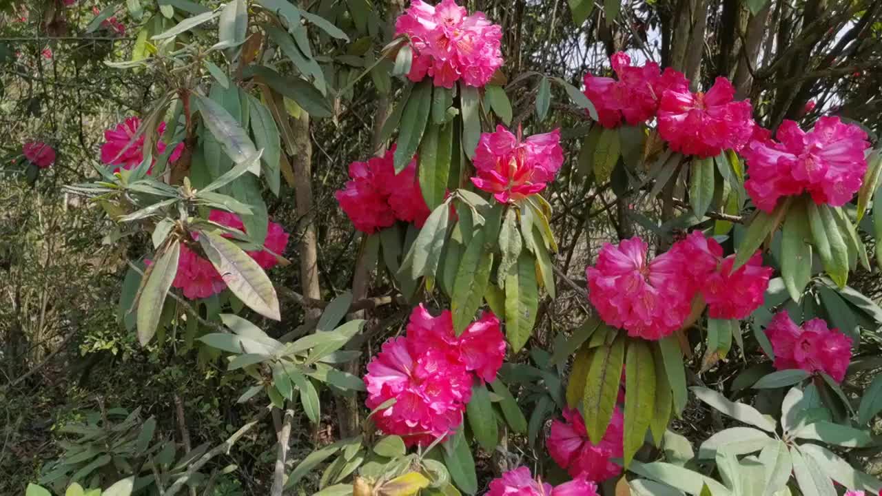 中国 贵州 毕节 十里杜鹃视频素材