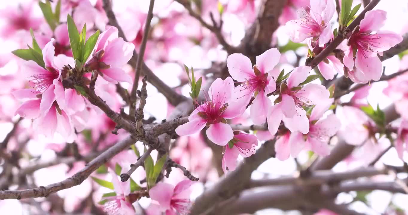 桃花特写视频素材