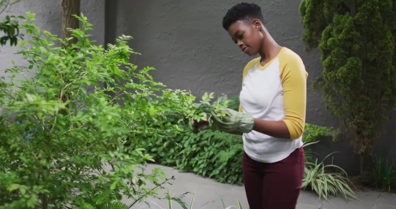 戴园艺手套的非裔美国妇女，在花园里修剪植物的叶子视频素材