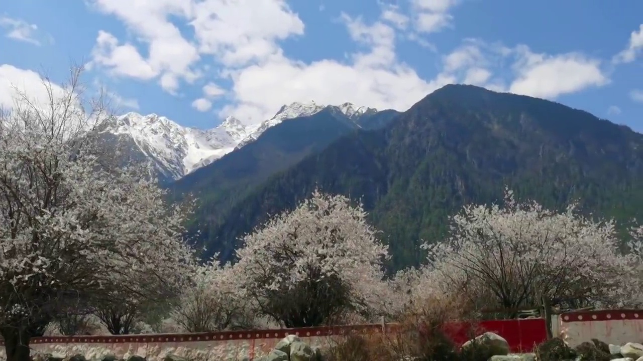 中国 西藏 林芝 察隅 罗马村 桃花视频素材