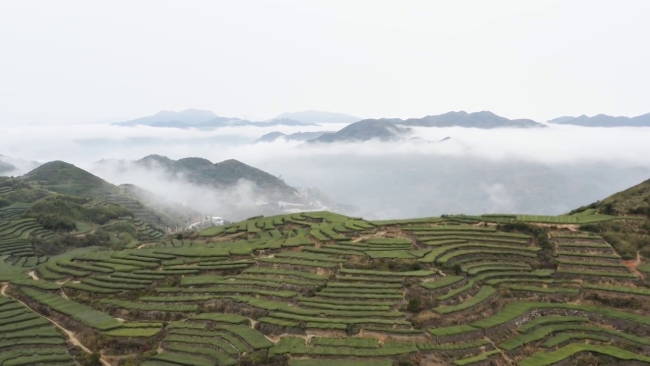 云雾环绕的茶山视频素材