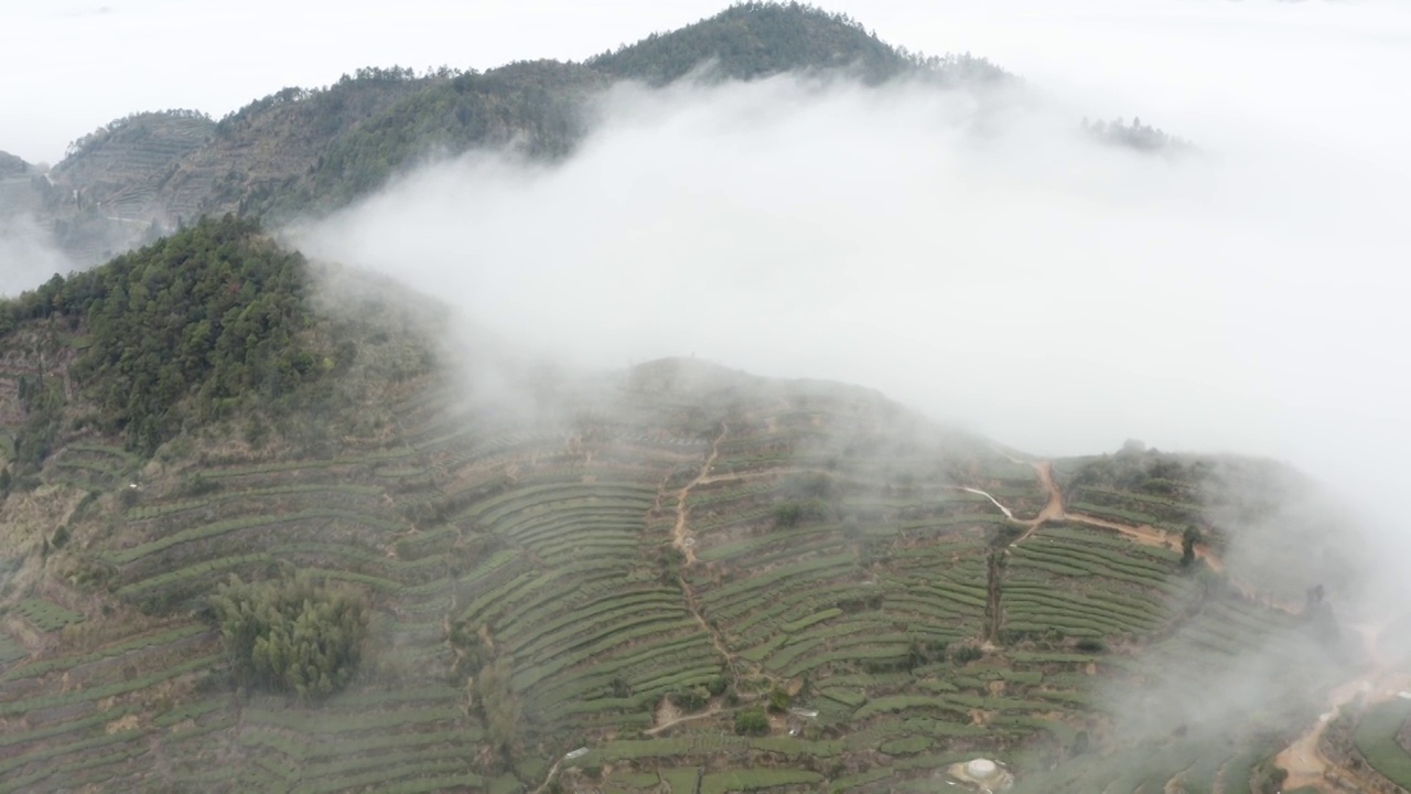 云雾环绕的茶山视频素材