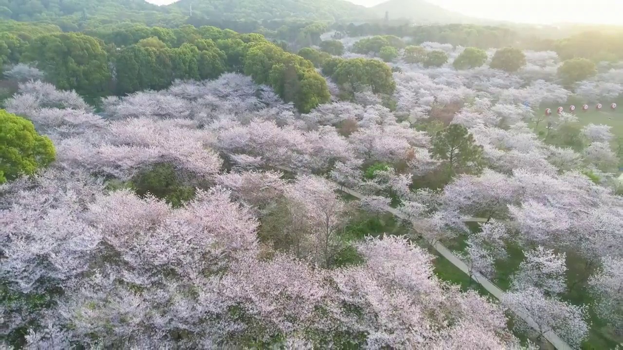 武汉樱花园航拍4K60p视频下载