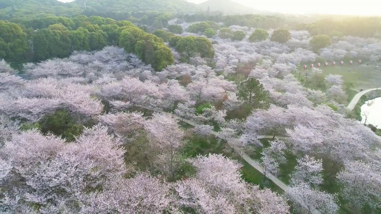 武汉樱花园航拍4K60p视频下载