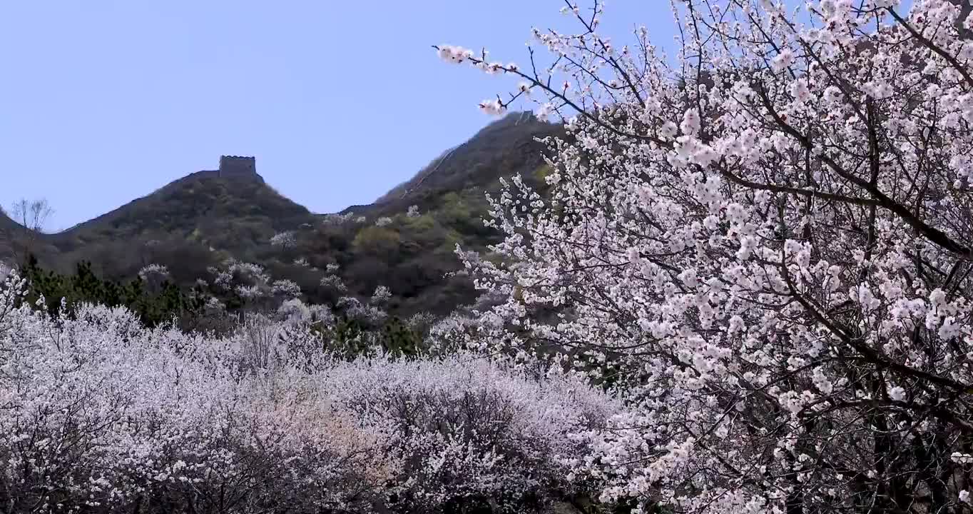 八达岭古长城脚下杏花视频素材