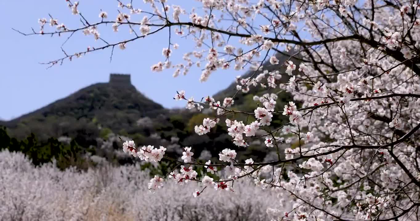 八达岭古长城脚下杏花视频素材