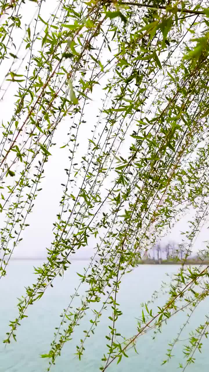 湖边垂柳迎风飘荡视频素材