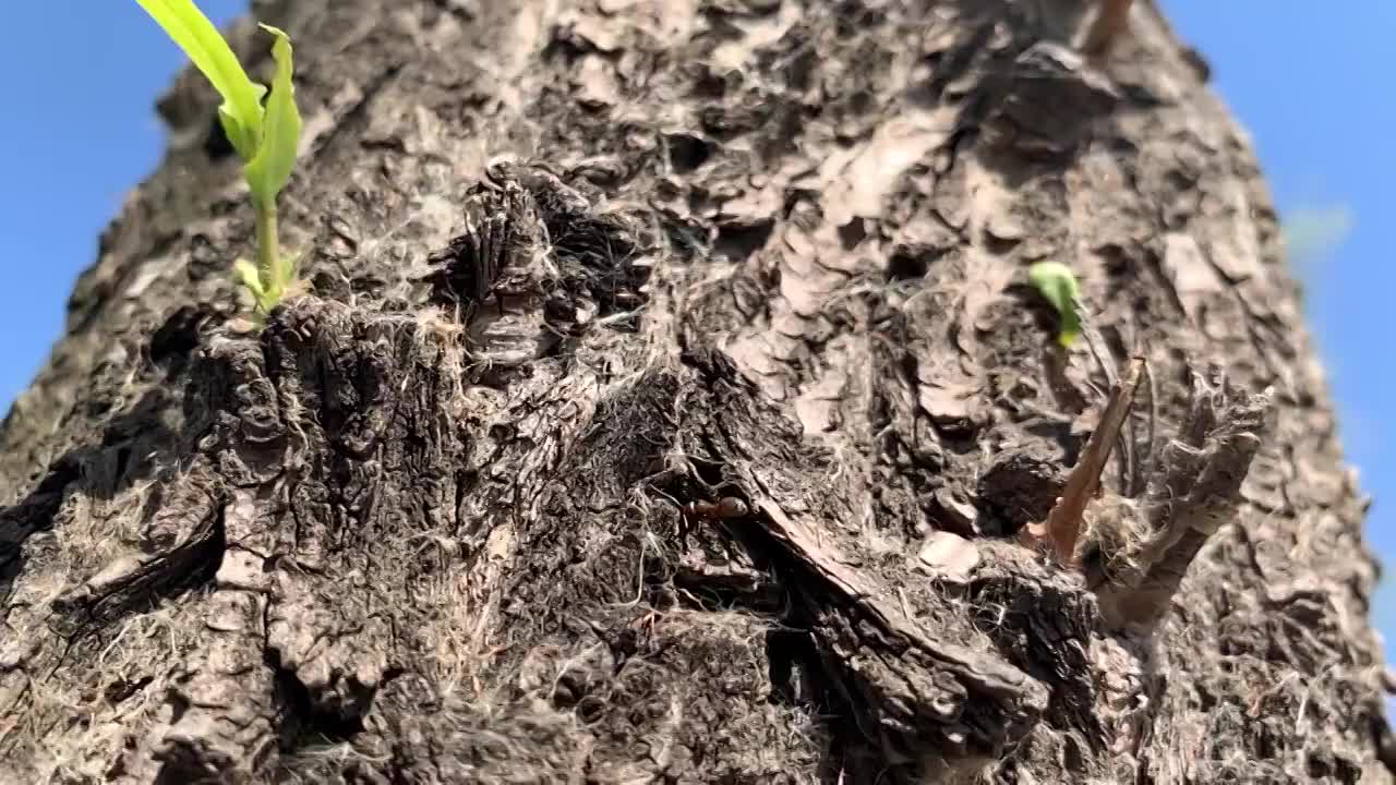 树干上的蚂蚁近景慢镜视频素材